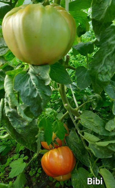 10.09.2023 - Rosii mari BIBI