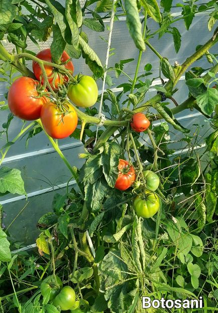 Tomate botosani - Rosii Botosani