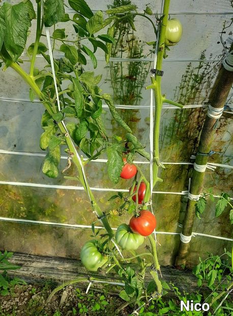 Nico 10.09.2023 - Rosii Nico