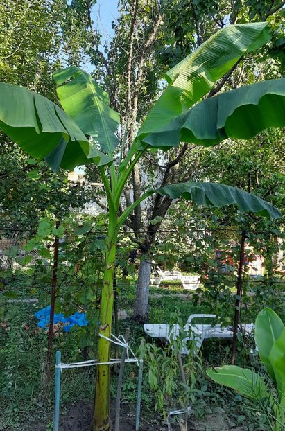 10.09.2023 - Bananier Musa basjoo