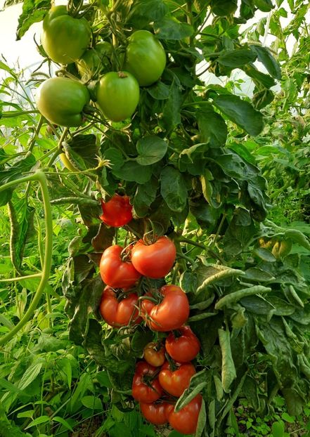  - Solar Lugoj plants