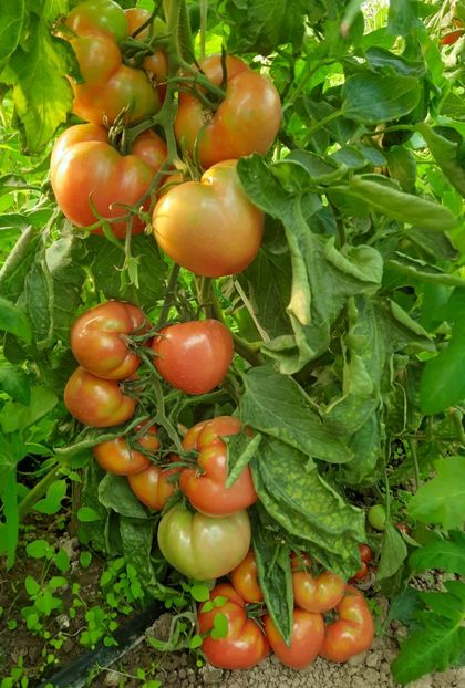  - Solar Lugoj plants