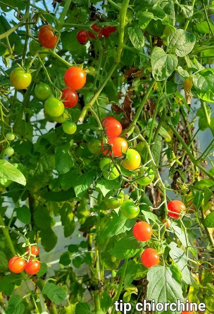  - Solar Lugoj plants