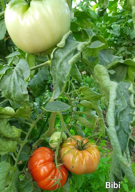  - Solar Lugoj plants