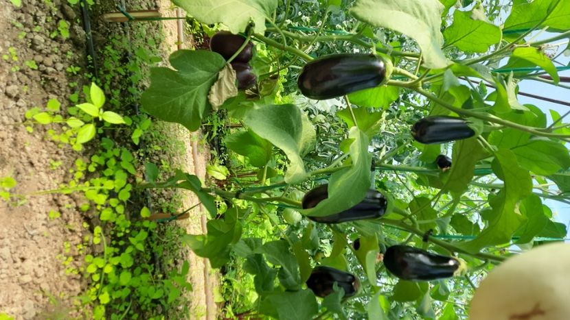  - Solar Lugoj plants