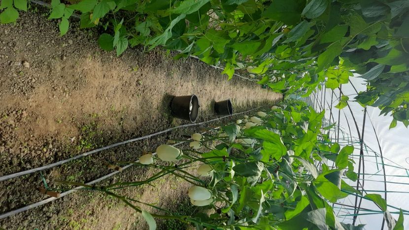  - Solar Lugoj plants