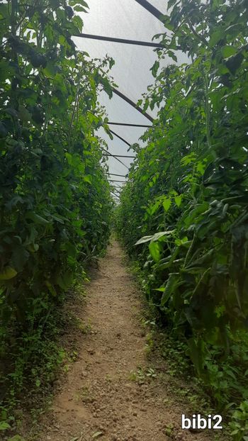  - Solar Lugoj plants