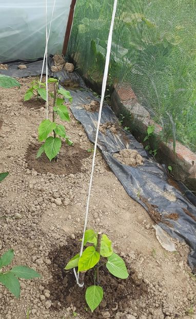  - Solar Lugoj plants