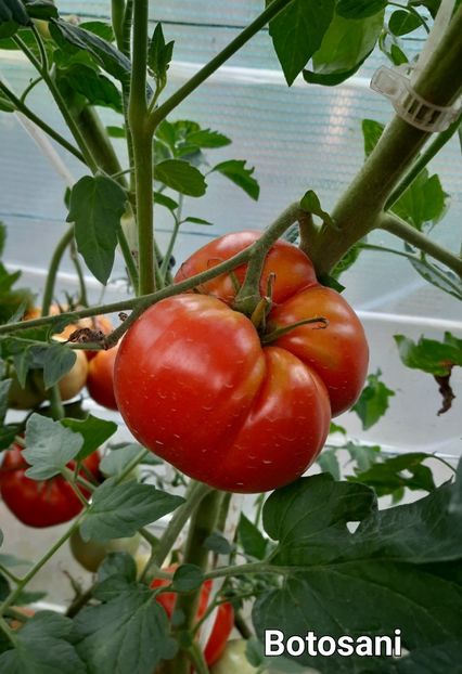  - Solar Lugoj plants