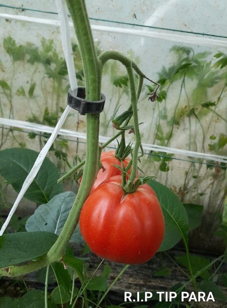  - Solar Lugoj plants