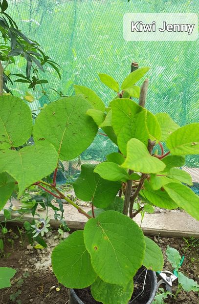  - Solar Lugoj plants