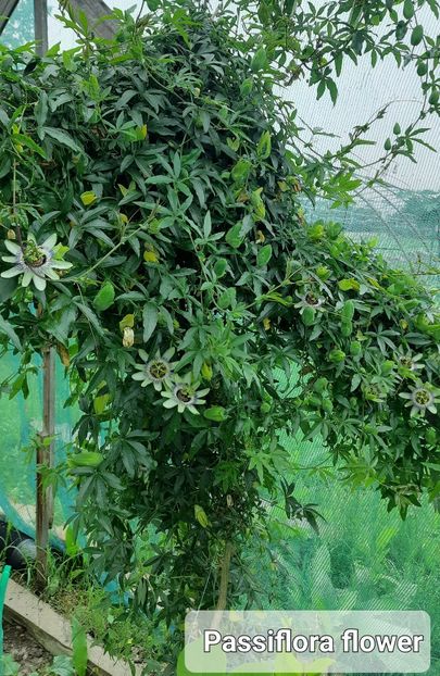  - Solar Lugoj plants