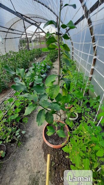  - Solar Lugoj plants