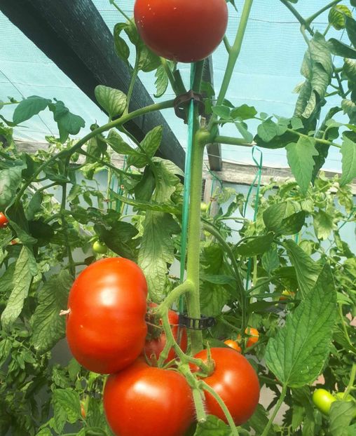 received_1286636325345220 - Rosii solar Tata 2023