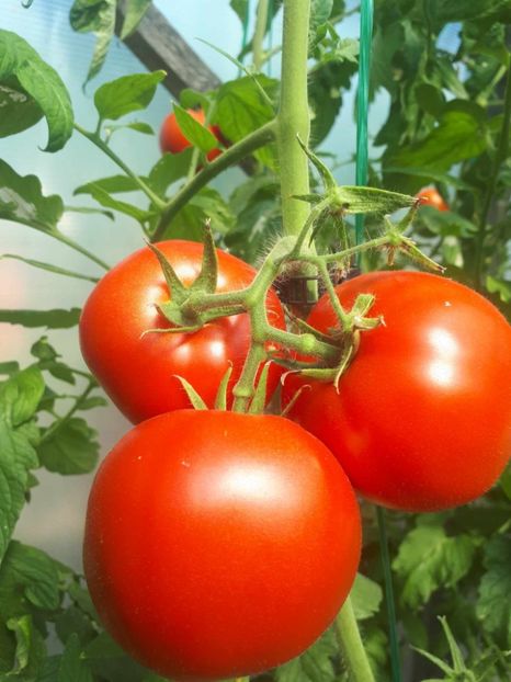 received_675453347556609 - Rosii solar Tata 2023