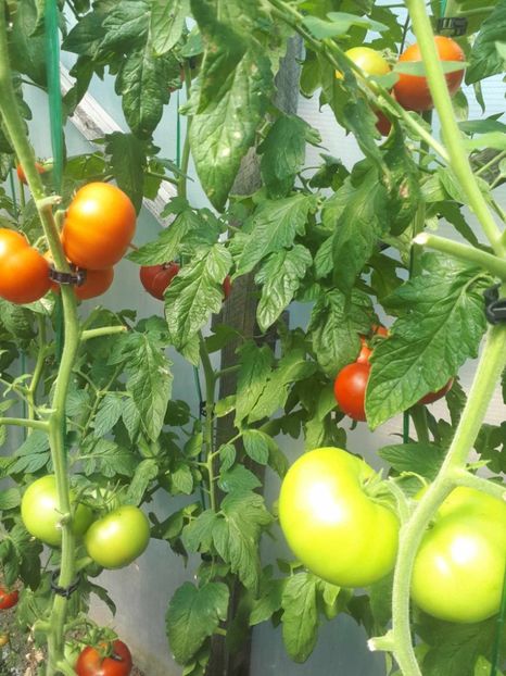 received_320624110504089 - Rosii solar Tata 2023