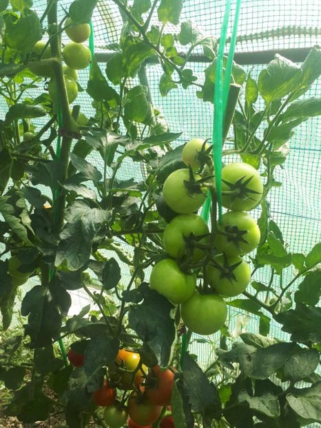 received_687482482910920 - Rosii solar Tata 2023