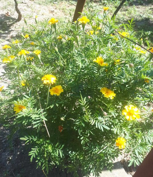 received_238743939163561 - Craițe