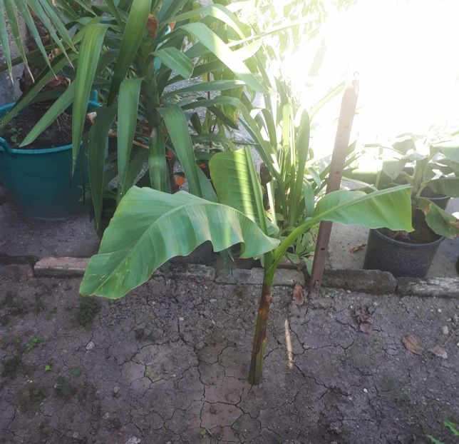 Ianova 10.09.2023 - Bananier Musa basjoo