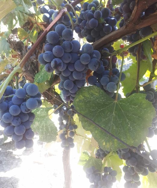 Struguri 2023 - Struguri clasici