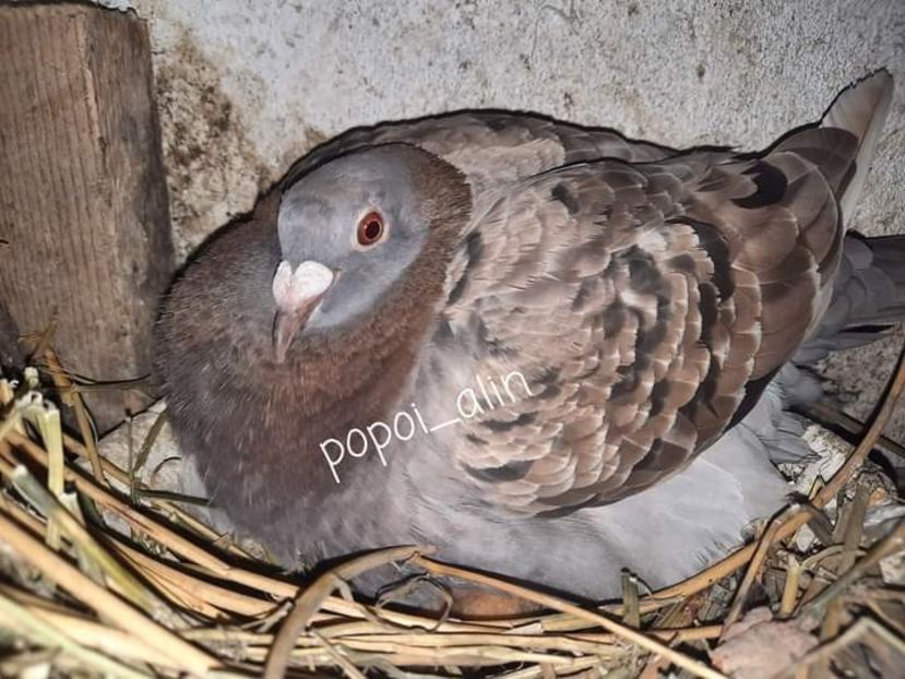  - Nu îmi aparțin 6