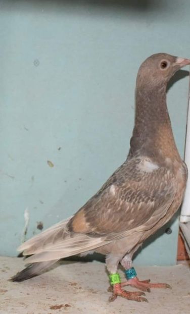  - Nu îmi aparțin 6