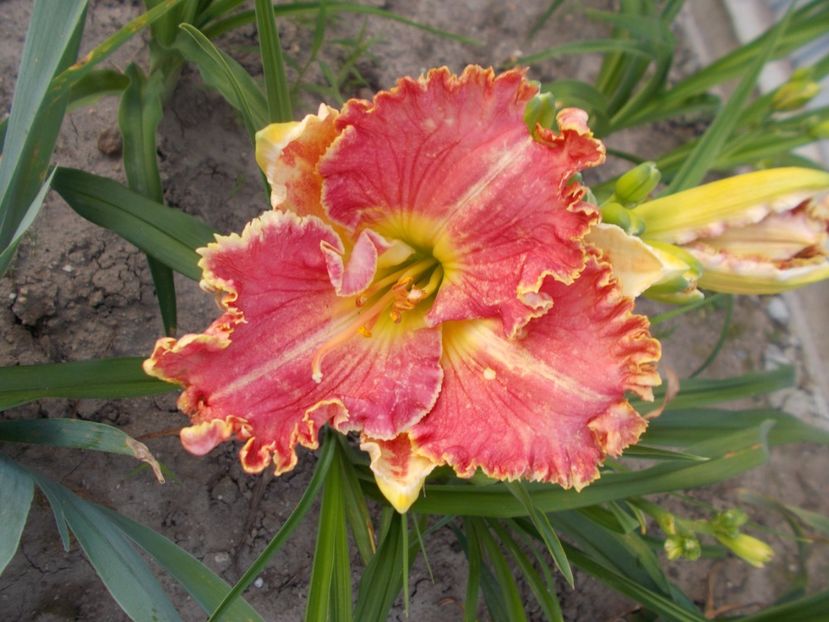 v-r1,1- GRAND  FLORIDIAN-fl=17cm-18lei - HEMEROCALLISI DISPONIBILI-2023