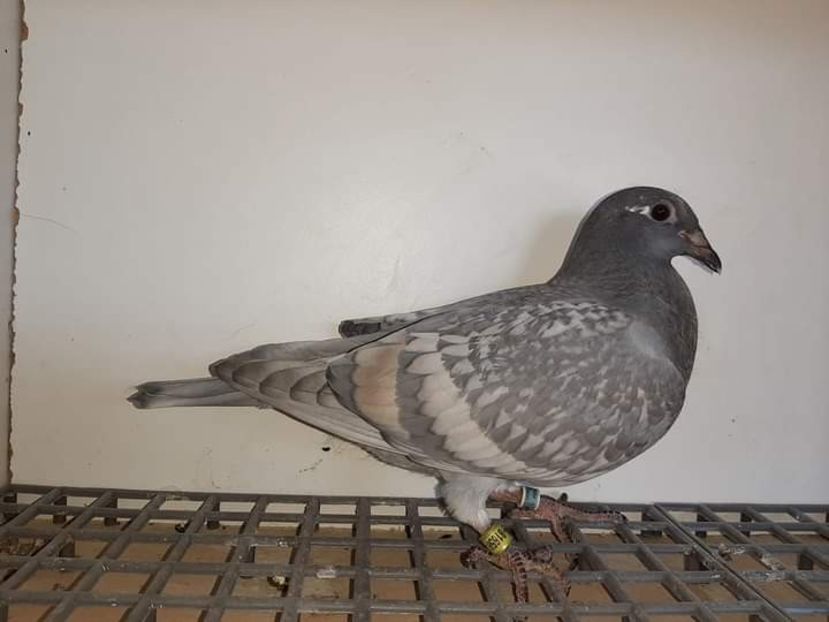  - Nu îmi aparțin 6