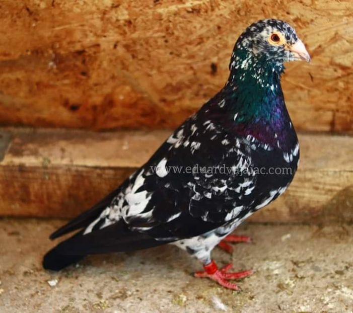  - Nu îmi aparțin 6