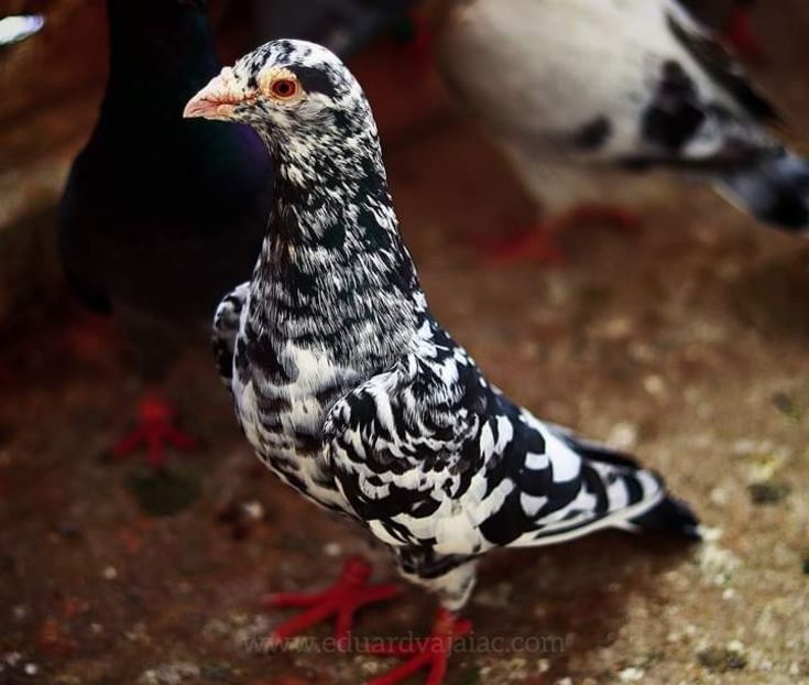  - Nu îmi aparțin 6