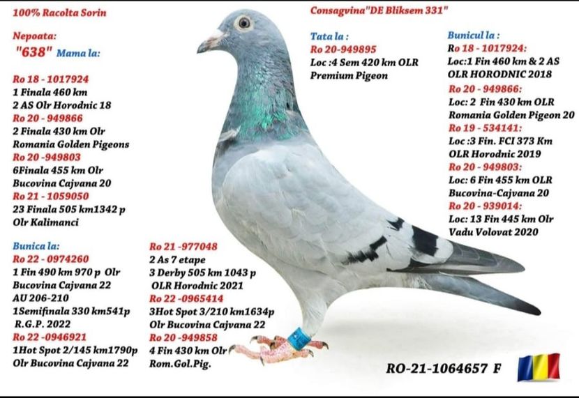 - Porumbei voiajori la matca