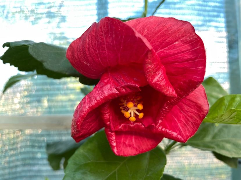  - 001 - Hibiscusi 2023