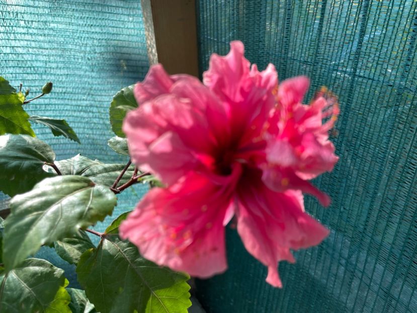  - 001 - Hibiscusi 2023