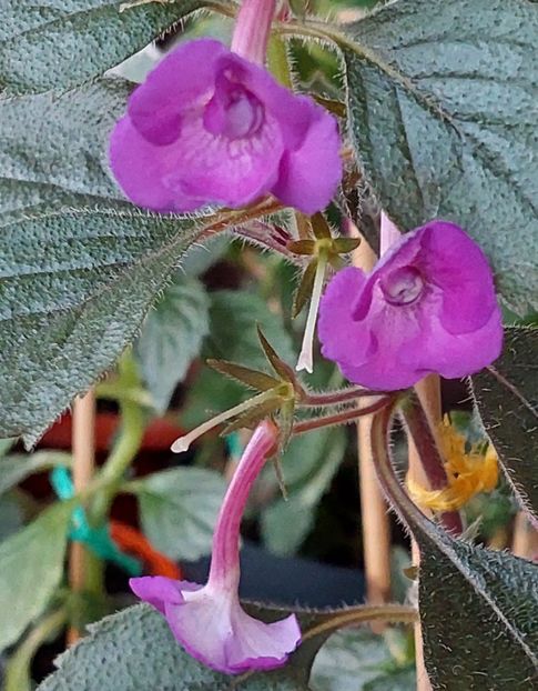  - Violaceea semiplena