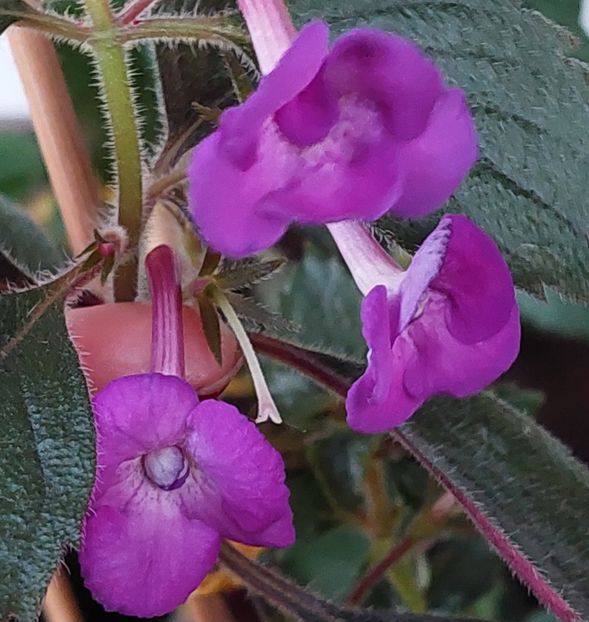  - Violaceea semiplena