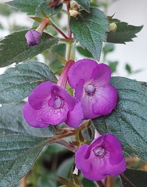  - Violaceea semiplena