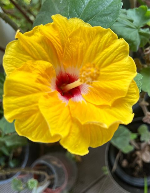 97AF4092-64FF-4706-9286-77ECB61F8EEB - Hibiscus