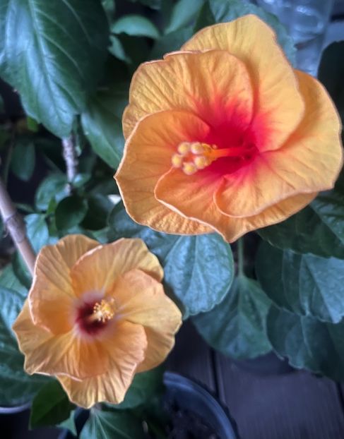 BC8FCAED-2EA2-4E56-9C27-D8CE382E19F9 - Hibiscus