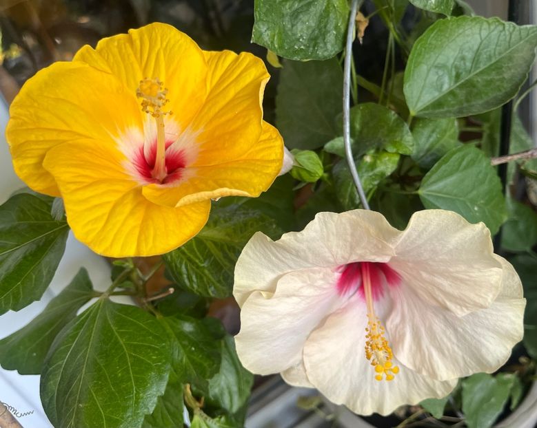 3171B119-A0BB-46CF-834E-1154AF95ADB5 - Hibiscus