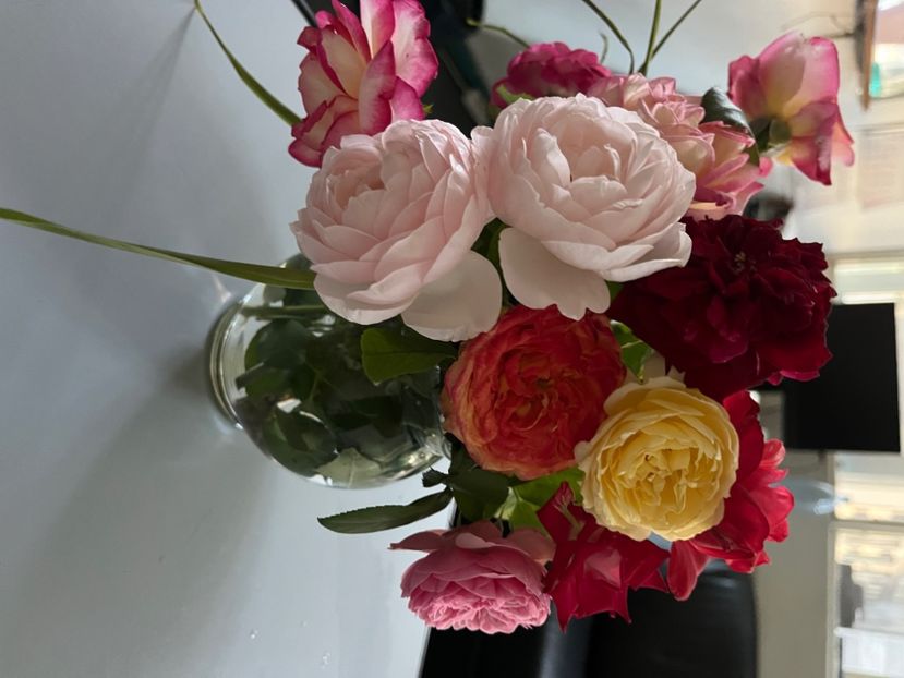 A60BB4BF-1E9D-4FBC-85D4-E8D62F26A5A1 - Trandafiri 2023 3 2024