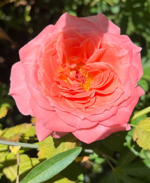 L cabral - Trandafiri 2023 3 2024