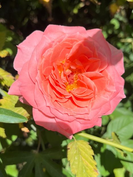 3400A193-E17A-4E07-A6F4-FC7EF7C3F620 - Trandafiri 2023 3 2024