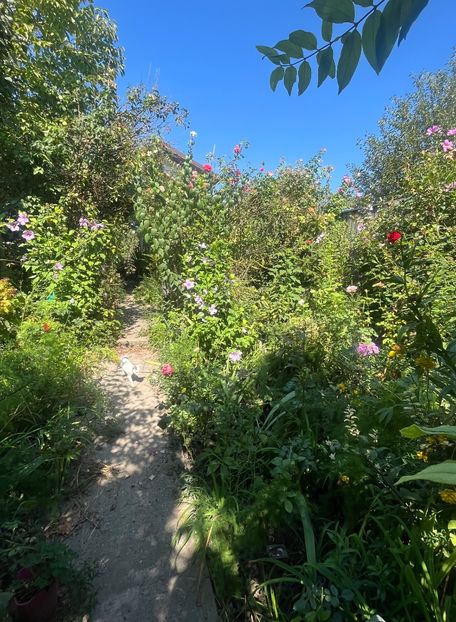 AF8F9044-0E08-4086-9599-49CC1647DDB5 - Trandafiri 2023 3 2024