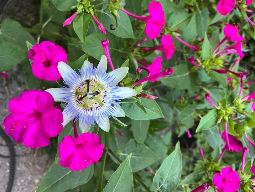 9C1AD330-ECAA-4A60-9EAA-A72A52E5E46A - Arbusti 2017 23 24