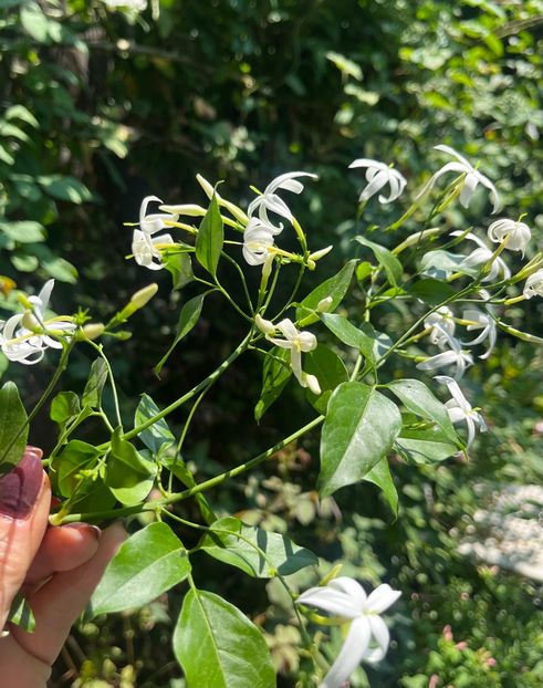 FF430D0E-6EC8-4379-9E5A-B7CDC256D240 - Arbusti 2017 23 24