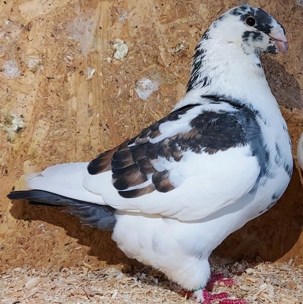  - 3---AGH DAȚI 2019 - 2025