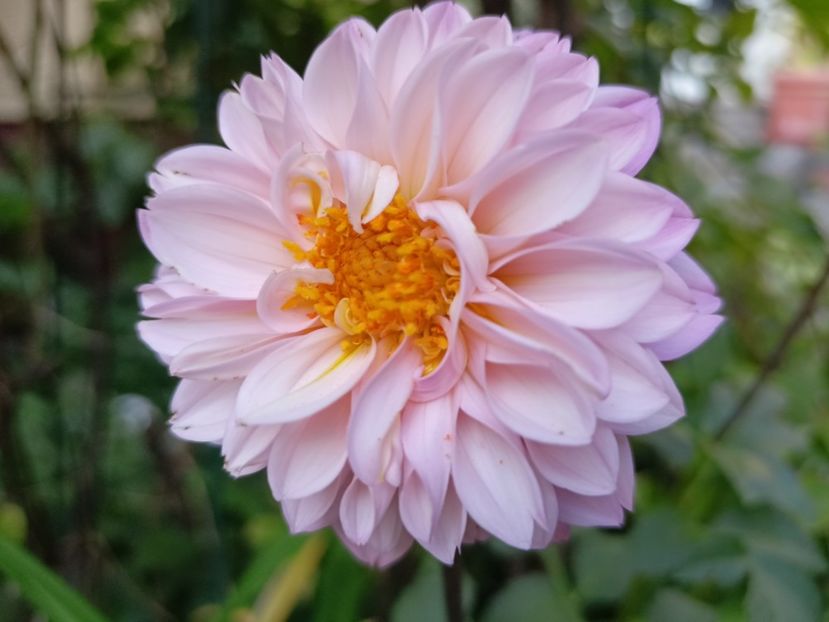 10.09.2023 - Grădina 2023 continuare 5