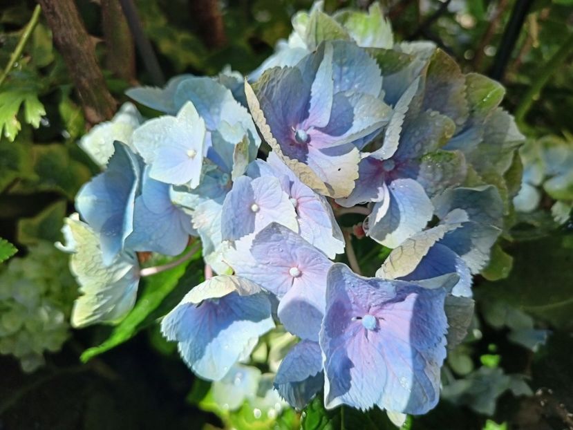  - Grădina 2023 continuare 5