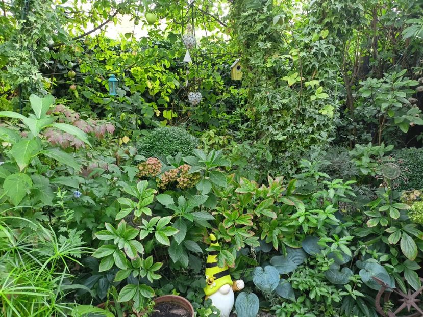  - Grădina 2023 continuare 5