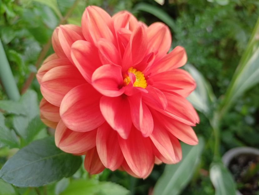  - Grădina 2023 continuare 5